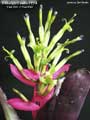 Billbergia Beadle #1514