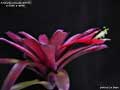 Billbergia Beadle #1515