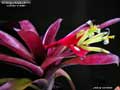 Billbergia Beadle #1515