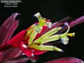 Billbergia Beadle #1515