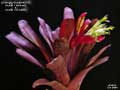 Billbergia Beadle #1518