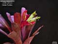 Billbergia Beadle #1518