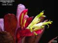 Billbergia Beadle #1518