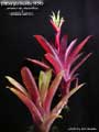 Billbergia Beadle #1519