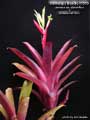 Billbergia Beadle #1519