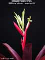 Billbergia Beadle #1519