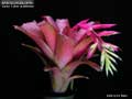 Billbergia Beadle #1520