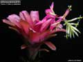 Billbergia Beadle #1520