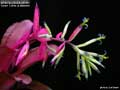 Billbergia Beadle #1520