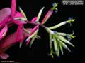 Billbergia Beadle #1520