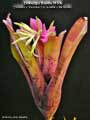 Billbergia Beadle #1539