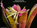 Billbergia Beadle #1539