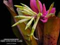 Billbergia Beadle #1539