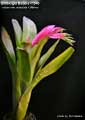 Billbergia Beadle #1543