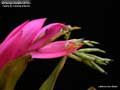 Billbergia Beadle #1543