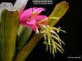 Billbergia Beadle #1543