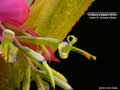 Billbergia Beadle #1543