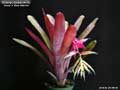 Billbergia Beadle #1546