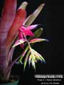 Billbergia Beadle #1546