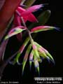 Billbergia Beadle #1546