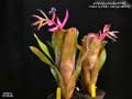Billbergia Beadle #1550