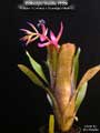 Billbergia Beadle #1550