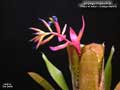 Billbergia Beadle #1550