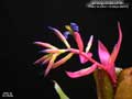 Billbergia Beadle #1550