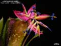 Billbergia Beadle #1550
