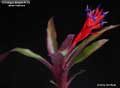 Billbergia Beadle #1551