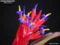 Billbergia Beadle #1551