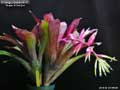 Billbergia Beadle #1553
