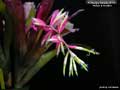Billbergia Beadle #1553