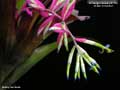 Billbergia Beadle #1553