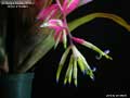 Billbergia Beadle #1553