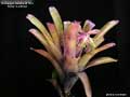 Billbergia Beadle #1554