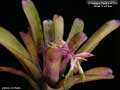 Billbergia Beadle #1554