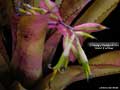 Billbergia Beadle #1554