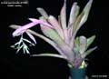 Billbergia Beadle #1558
