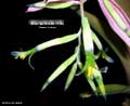 Billbergia Beadle #1558