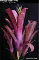 Billbergia Beadle #1560