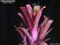 Billbergia Beadle #1560
