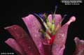 Billbergia Beadle #1560