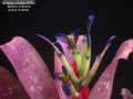 Billbergia Beadle #1560