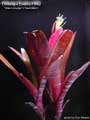 Billbergia Beadle #1562