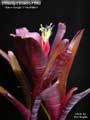 Billbergia Beadle #1562