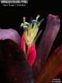 Billbergia Beadle #1562