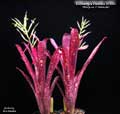 Billbergia Beadle #1581