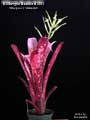 Billbergia Beadle #1581