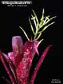 Billbergia Beadle #1581